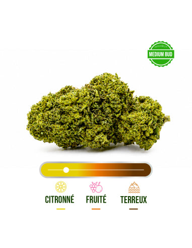 Fleur CBD Orange Bud Greenhouse – vue 2