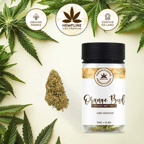 ORANGE BUDS – FLEUR DE CBD – HEMPLINE - Premium fleur cbd from HEMPLINE - Just $19.90! Shop now at CBDeer