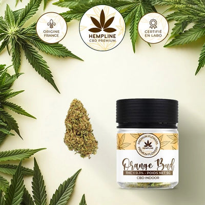 ORANGE BUDS – FLEUR DE CBD – HEMPLINE