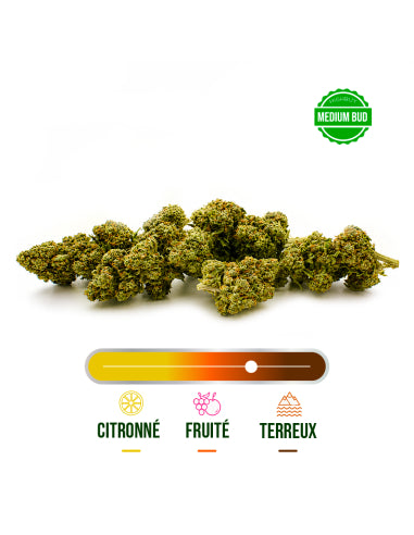 Fleur CBD White Widow Greenhouse – vue 2