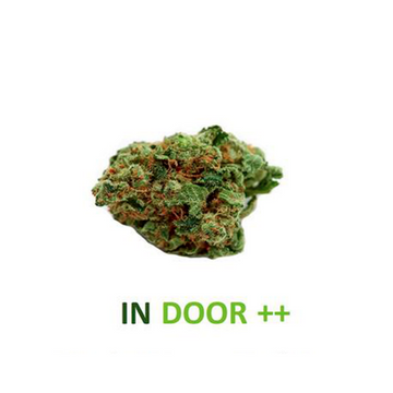 AMNESIA HAZE FLOWER 2.4% - LA CHÈNEVIÈRE CBD